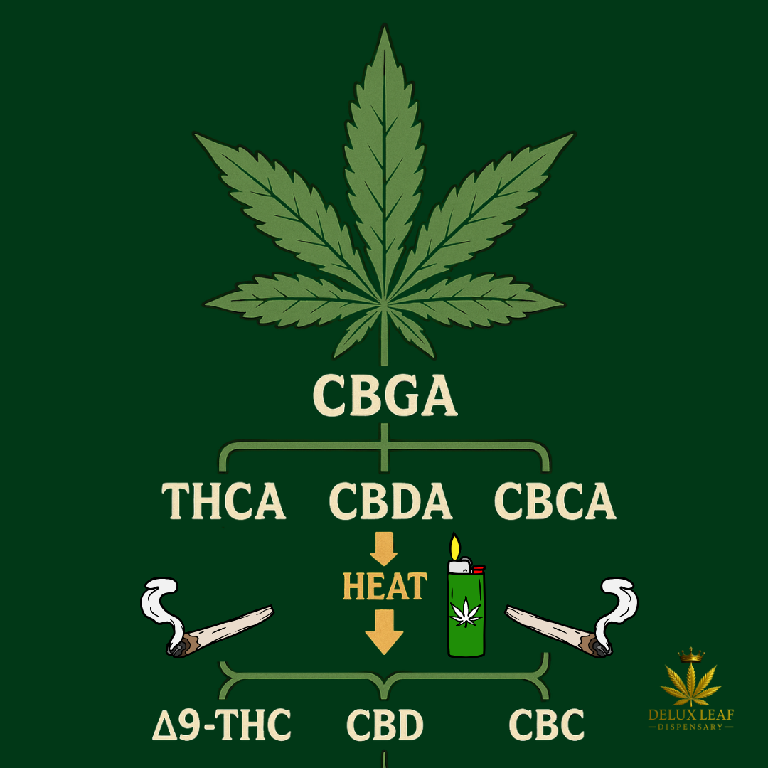 The Family Tree of Cannabinoids - Starting with CBGA