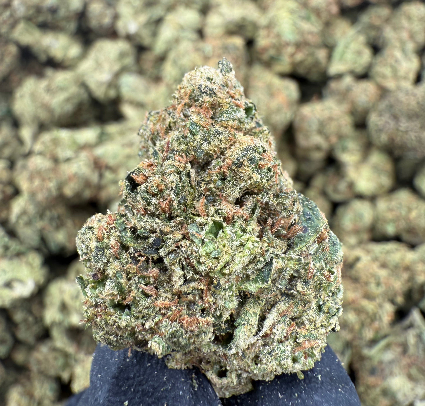 Close-up of cannabis buds with a gloved hand holding one bud.